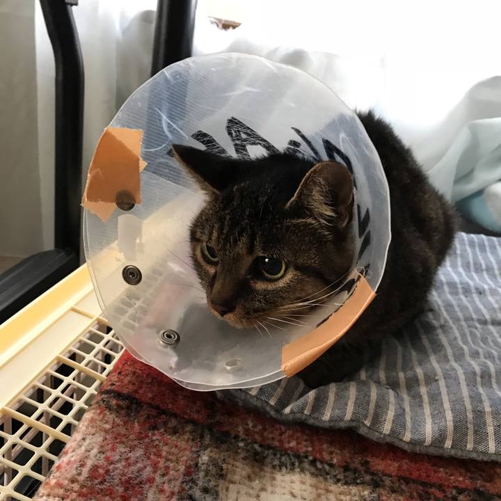 3a8cd131 380c 41fe a879 3da3c6dd31f2 1540333101557