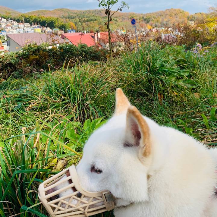 3a8cf390 0eac 4fcc bdf9 0454d5e533a9 1572491703540