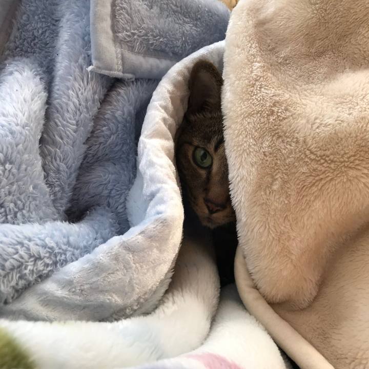 3a8fc0fa 7438 4145 b703 a92e3c06d9ec 1511486318758