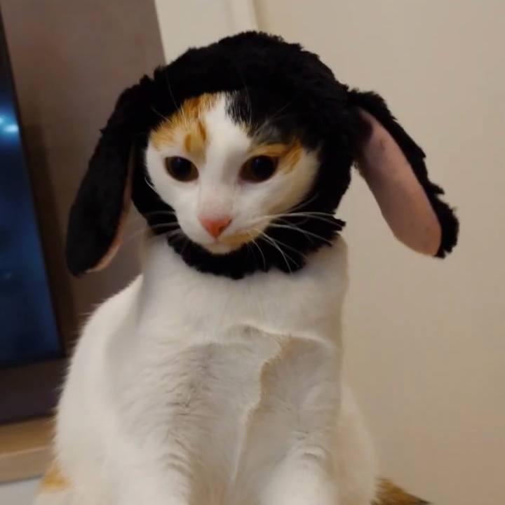 3a943ec2 9ba4 4031 8821 d6c49c2ebc47 1773753879782