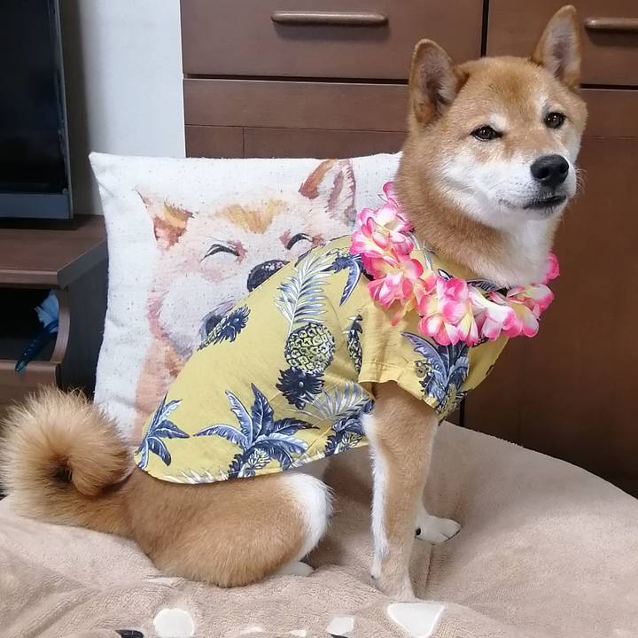 3a95606c 859d 48c8 95d7 c8e351b0b05b 1595390116238