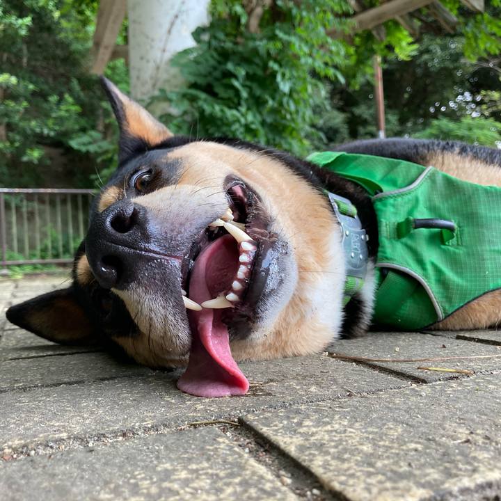 3a9795e7 9a0d 4f39 9267 627c44d591c3 1597023719937