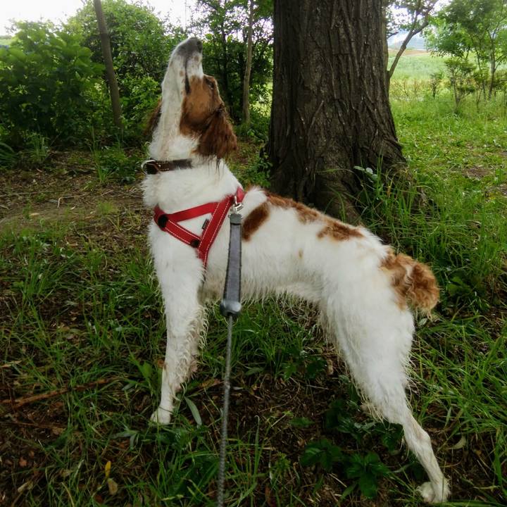 3a9c03cc ced3 4462 a681 48efbb78368a 1530234440241