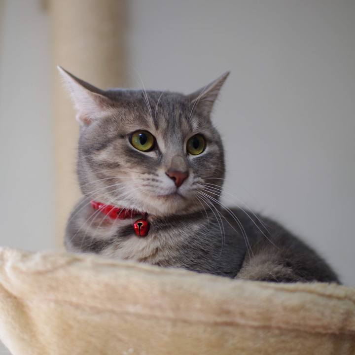 3a9c218e c635 48a2 a3e2 90738215d73e 1545727221480