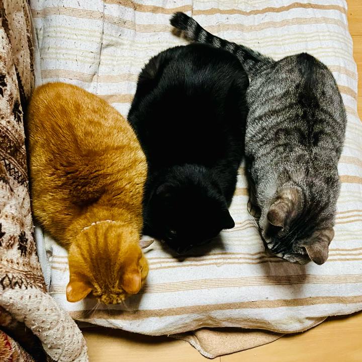 3a9cb442 e714 41b6 ac3b 3084ad8bb127 1770980528339