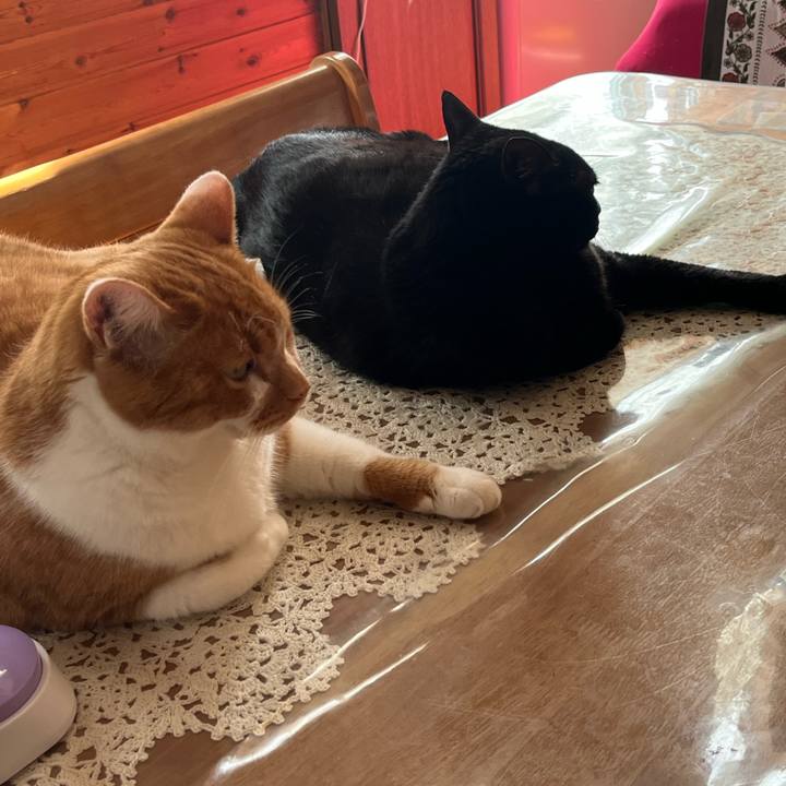 3a9ccb92 e735 456f 8c27 c65af9f1bbb2 1754440837440