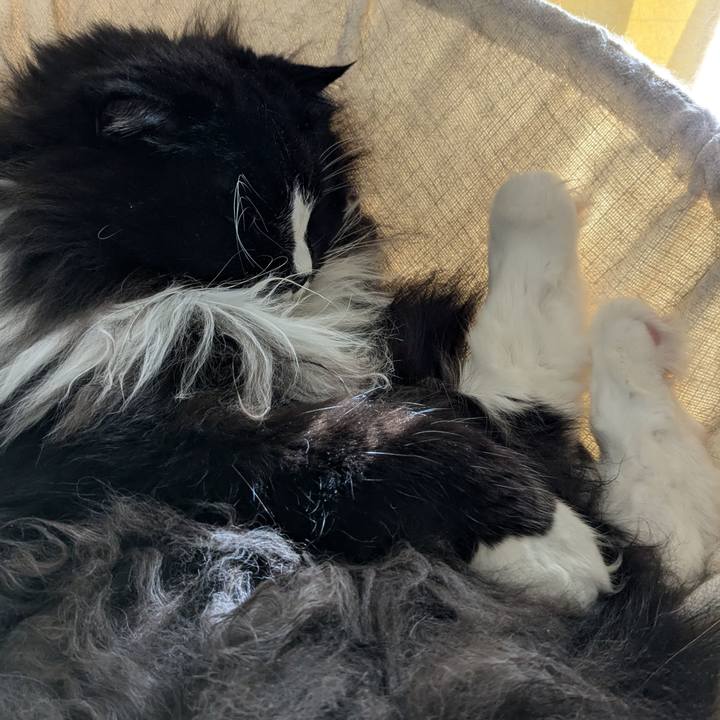 3a9e11eb 36cf 4ed6 ac01 8dde7f040d1b 1736406262610