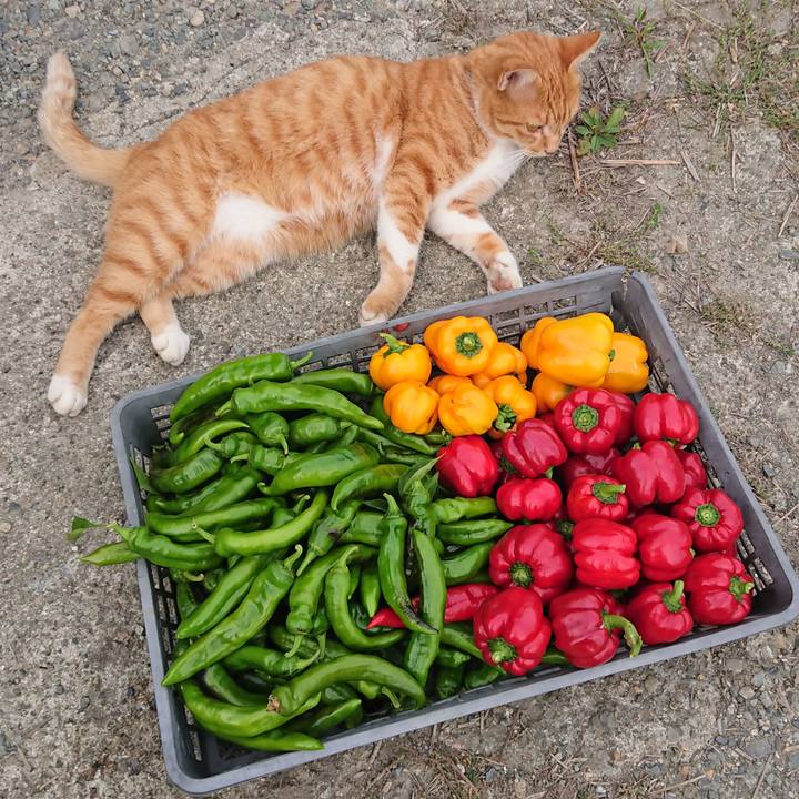 3aa0fc1d 934f 4671 a36e e512c5ad90d6 1600757553309