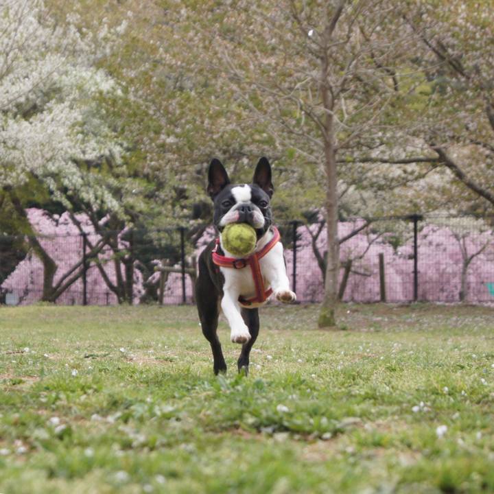 3aa3ecad 9559 4688 a3bd adedb13cbdf3 1523231509046