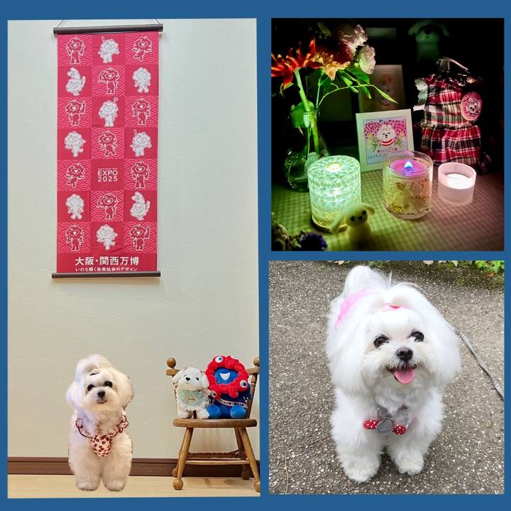 3aa4fa99 ee8c 459f 8cad 7eef3e44ee62 1759148069928