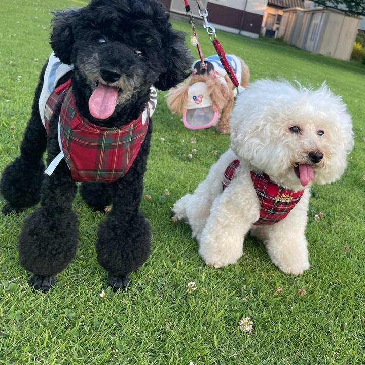 3aa6d4c6 2044 4501 b466 5f3889ddd2a1 1778015246123