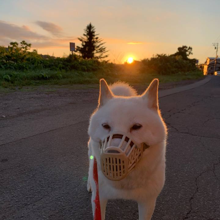 3aa81f17 3add 4032 96cb 657a081be1f8 1598130279159