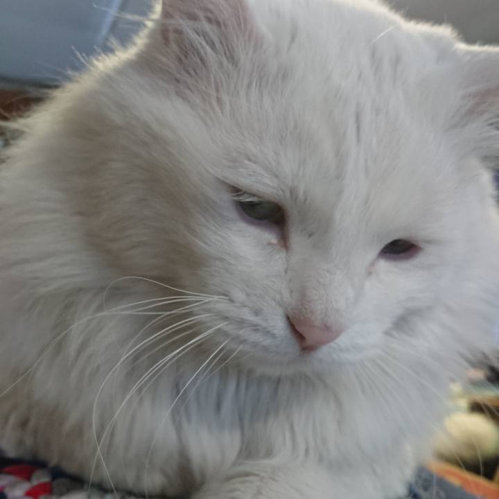 3aac40ee 2307 4b6e b231 1b3c89fd0ff8 1554244175999