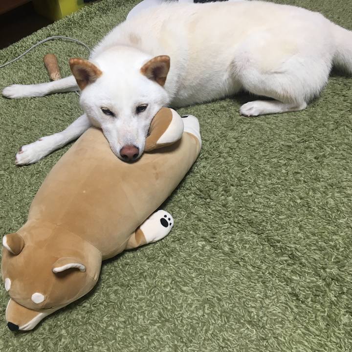 3aad784d dae9 4955 b9f2 d9f05e5242dd 1540173347695