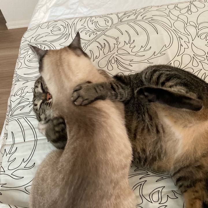 3aae58a3 74a9 4277 83cb 570cbd7caea5 1623714741888