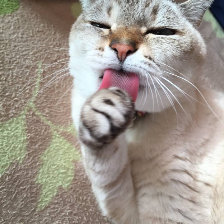 3aafe883 cd21 4a6e aeae fc44346ded1b 1546307327834