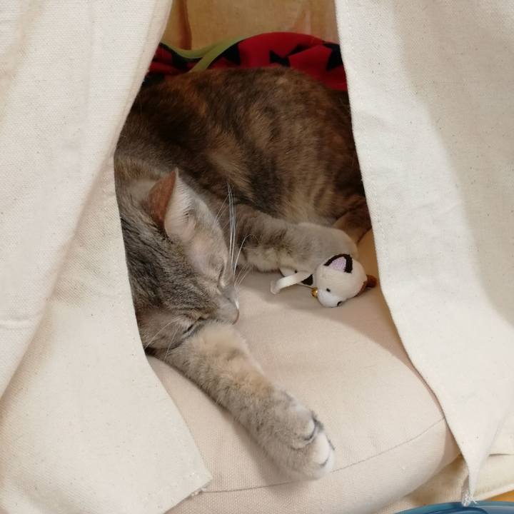 3ab5c44c bd02 43be acf5 883e87033deb 1543897268925