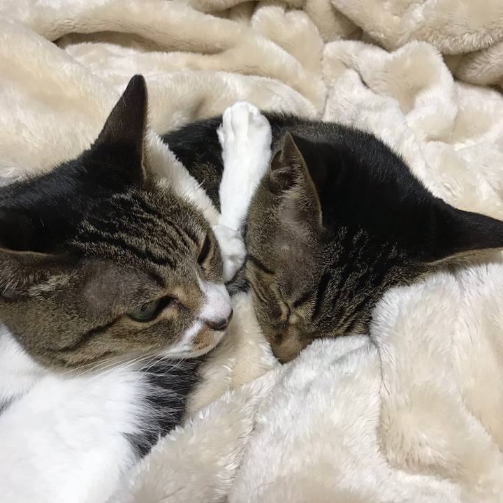 3ab7635a d1a3 44e3 b80a c59988d19d11 1514176250329