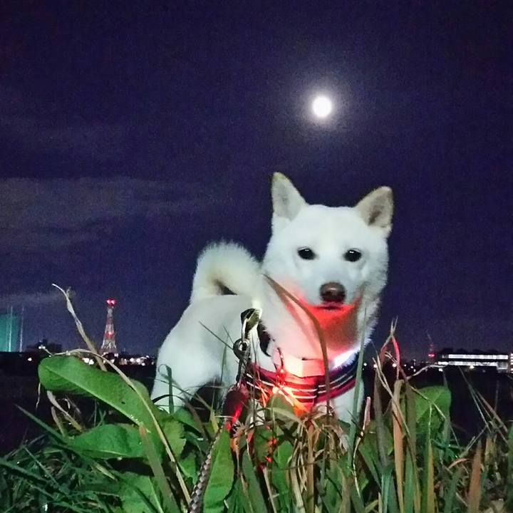 3ab9ee31 50ba 4469 96c9 68619fcd80ae 1542790359728