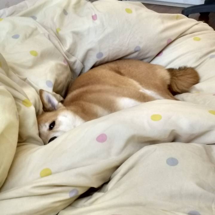 3abd9455 82e8 4926 948a e42d8da78e99 1517711559913