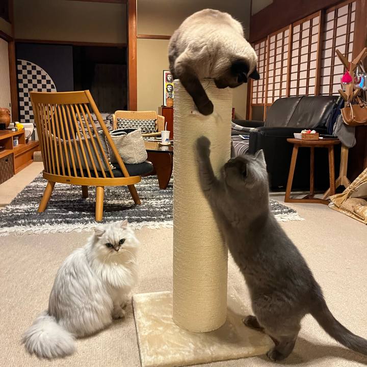 3abf3cb2 4204 445f b11e f8cb77e5fce7 1734481828313