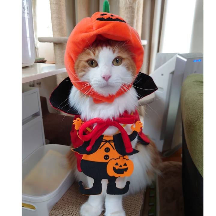 3ac2298b 98da 43f8 bce0 2d6b33b96945 1604108344333