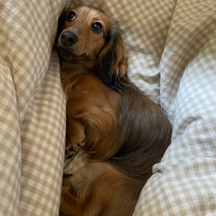 3ac244d2 b55c 4d4a a40f 56fcdf282d4e 1628138982895