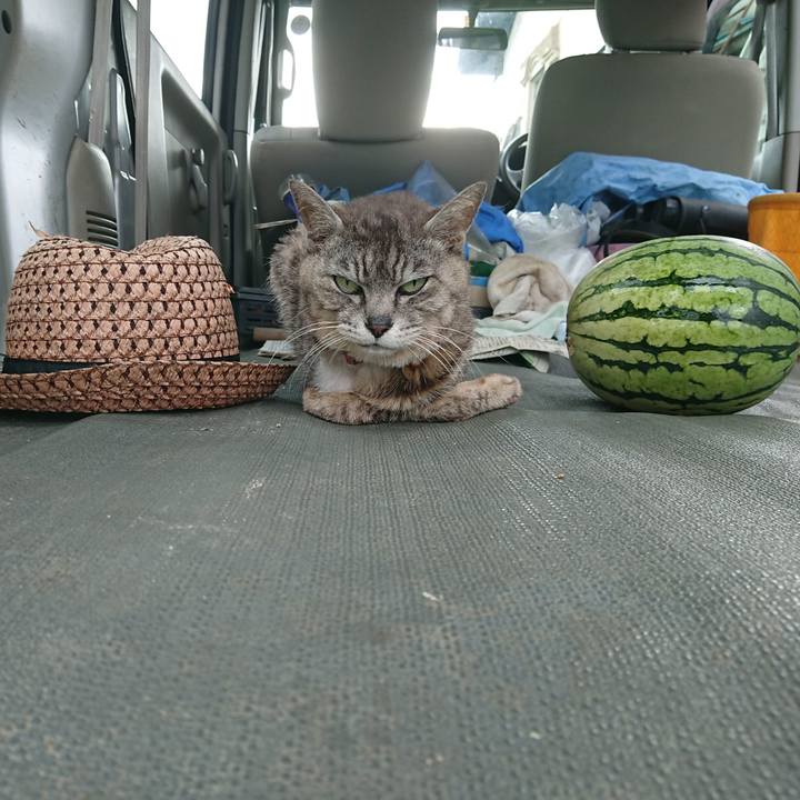 3ac9037f 6ca7 4f0b ad0d b8046f2691c4 1596782724716