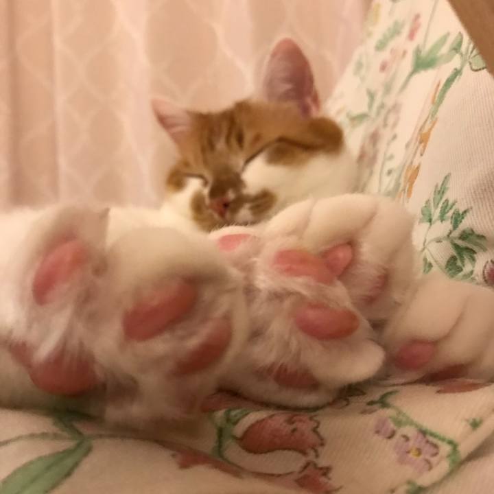 3acd4f9e 02c2 42f8 a2f8 5b03ca86ee62 1523745443503