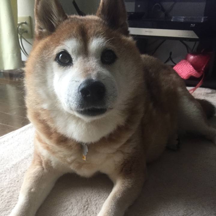 3acf0a3e 886c 46e3 bb52 2f54c907650b 1560120781997