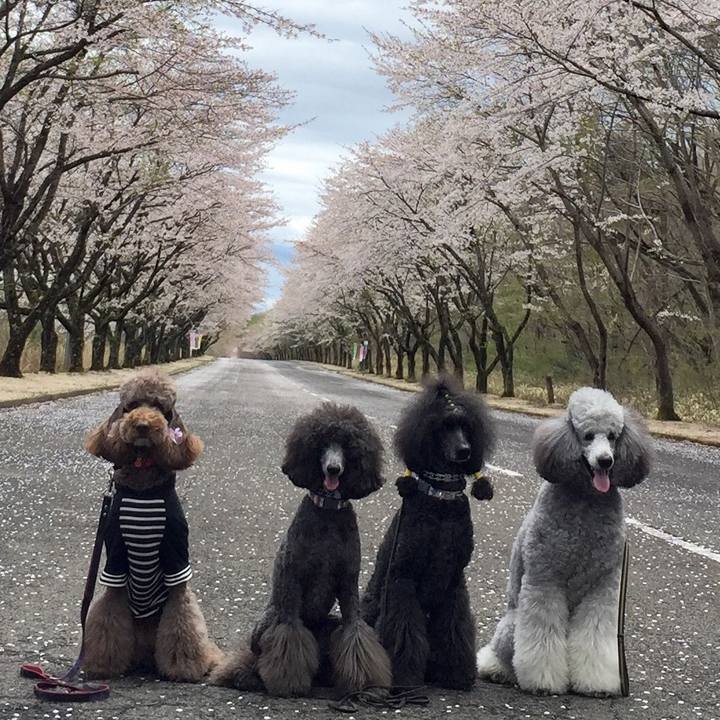 3acfa451 963c 4ddc aba6 14e00e0cb2d7 1523933532890