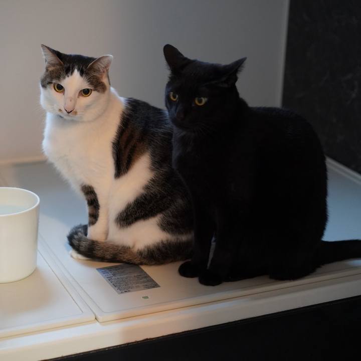 3ad0cf97 fab0 41f8 aecc ff05397cd231 1581637987260