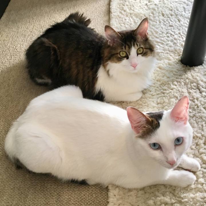 3ad18f04 a9bf 4351 a001 9cace6a3eff6 1527985137137