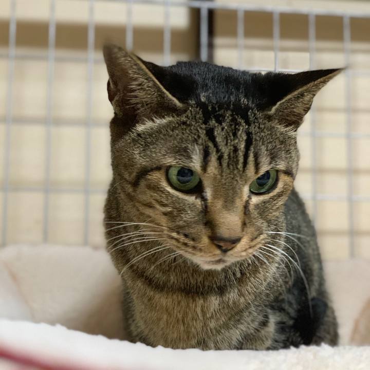 3ad2f87c 38df 4e29 9eac 0d3b03e5b271 1581556517095