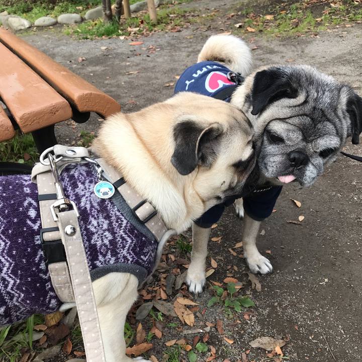 3ad2fc49 1474 4c2c 8be7 ea629eb74eda 1544361422169