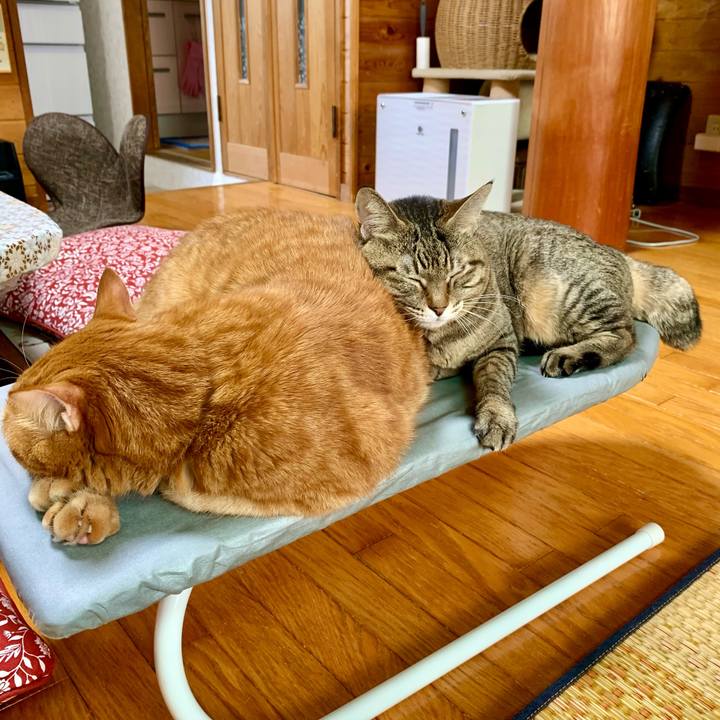 3ad48364 6905 44e9 9863 8f77e349163a 1605678072568