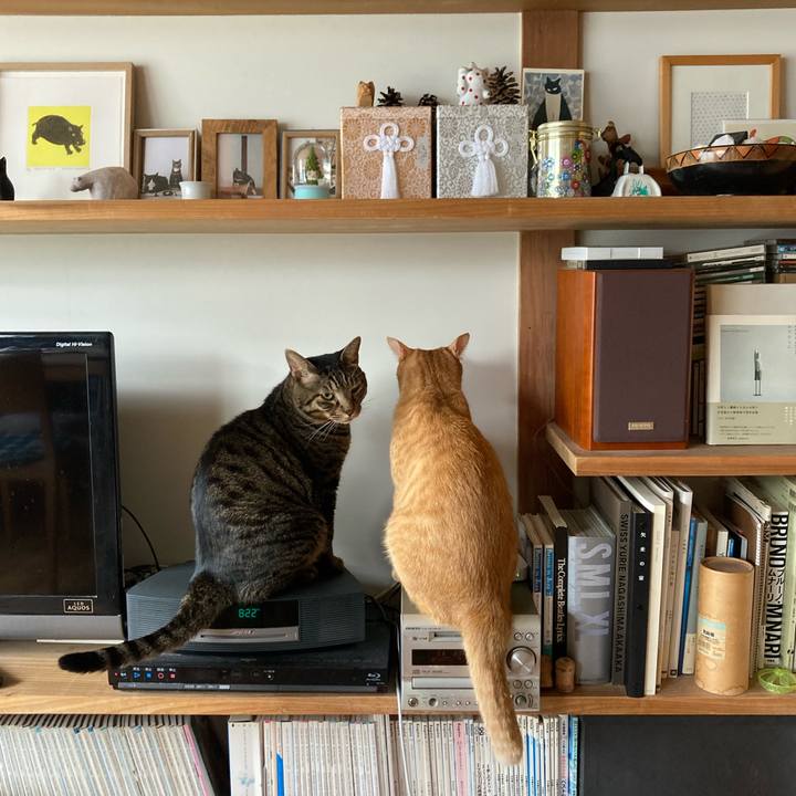 3ad83688 1573 4b12 a40c 556ad0e335bc 1758929874895