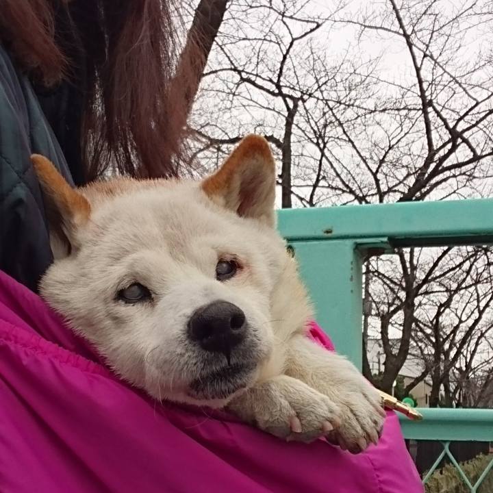 3ad83746 fc4e 4f7f 98ed e0c256195429 1514684528943