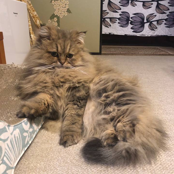 3adb12f9 ed86 498f 9eea 761ab539b9a4 1611581483830