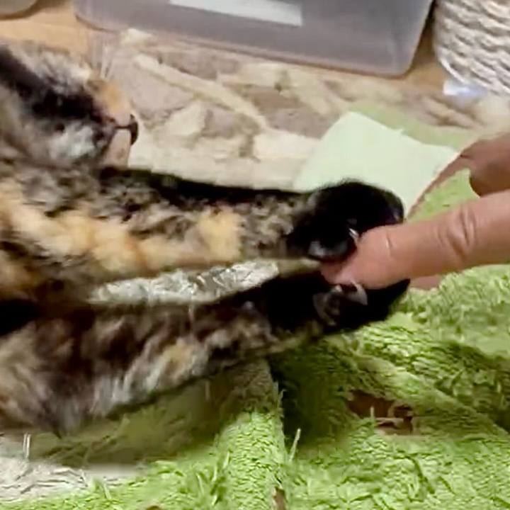 3adcbaa1 a027 45c3 908d e6b9d074a35f 1749673233161