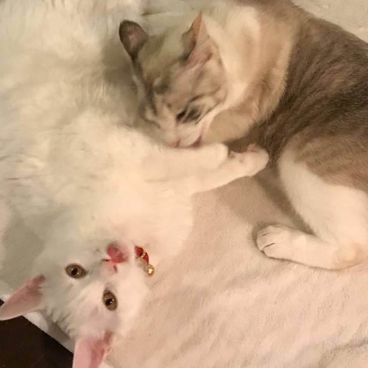 3add288a 0e49 4a6c 897b c0d599405e85 1513253160502