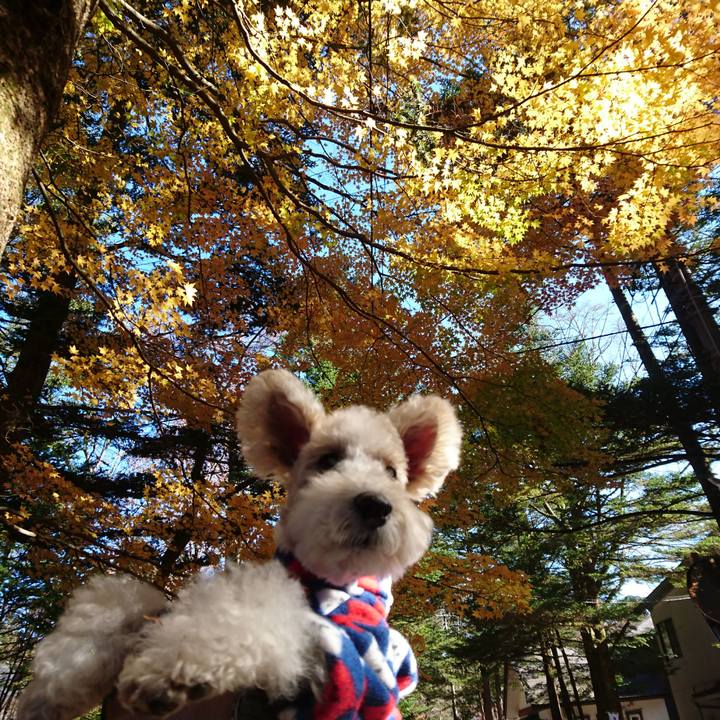 3ade404a df4a 430c a312 89242c06de4a 1510472719981