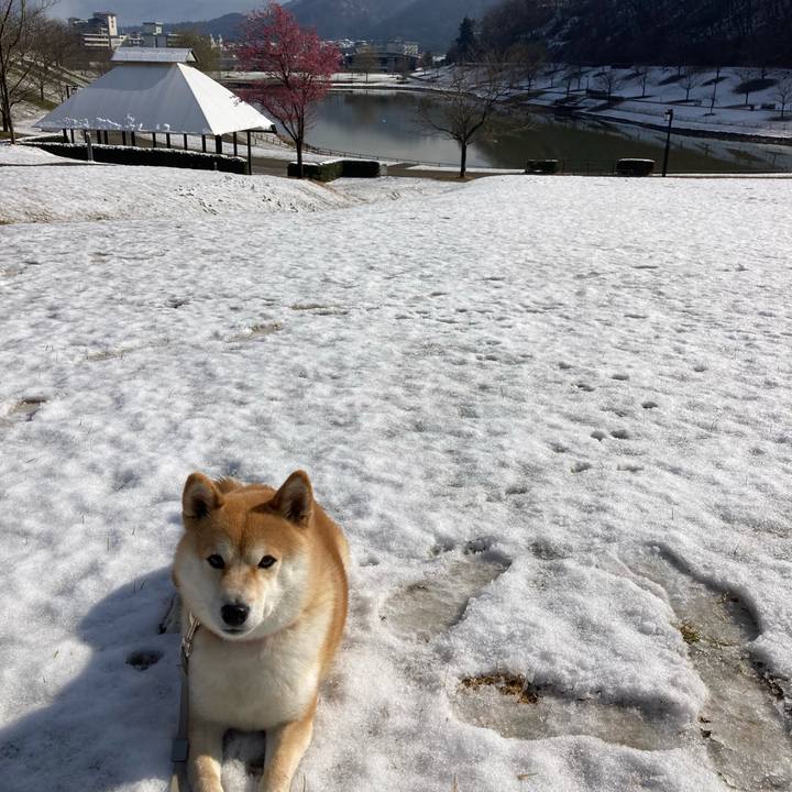 3ade84cd 1329 4d8f b1d3 c8046ca3c4ad 1679185528988