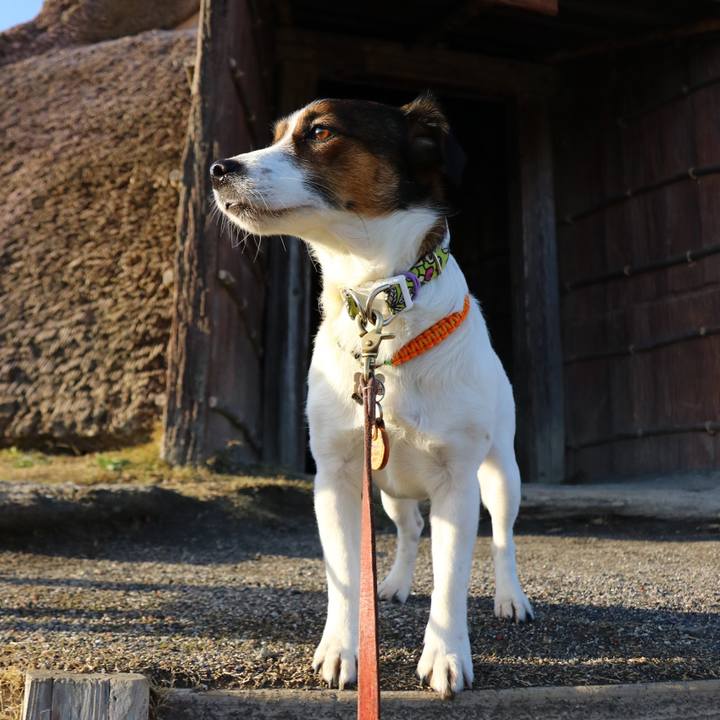 3ae1cbc1 c543 4203 b809 1b87163aaae7 1550650152324