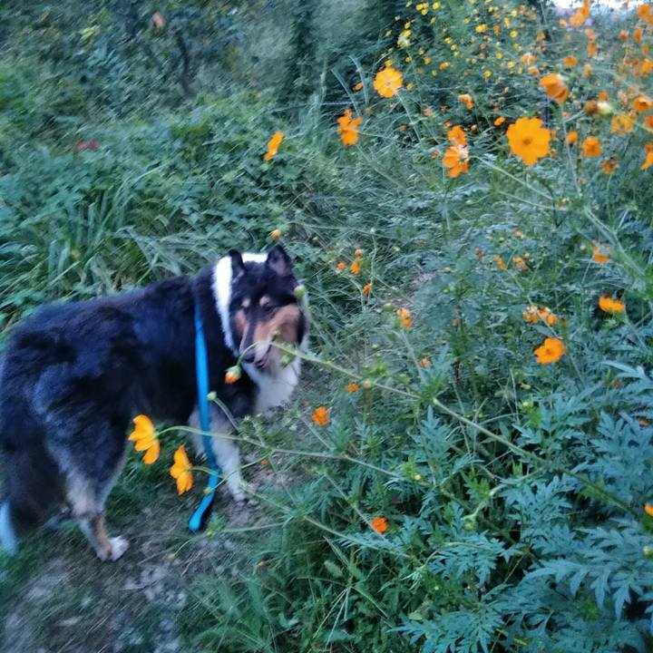 3ae2e775 21fc 4359 9195 347dbdbe78d1 1508418333334