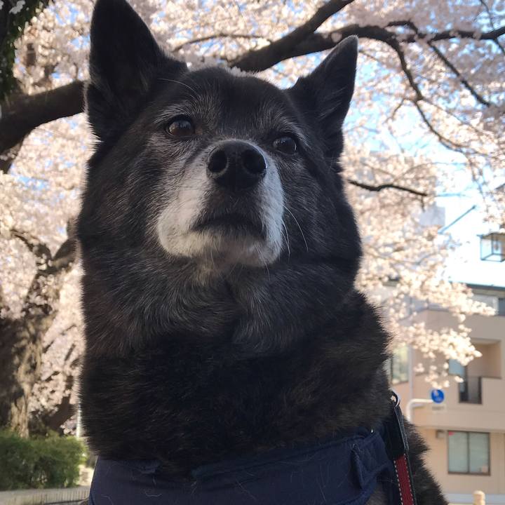 3ae3b1df c0cd 40c0 9ede a57516e1d5e7 1555297579956