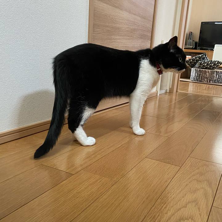 3ae3be44 7116 4232 9162 454b31365152 1595332664491