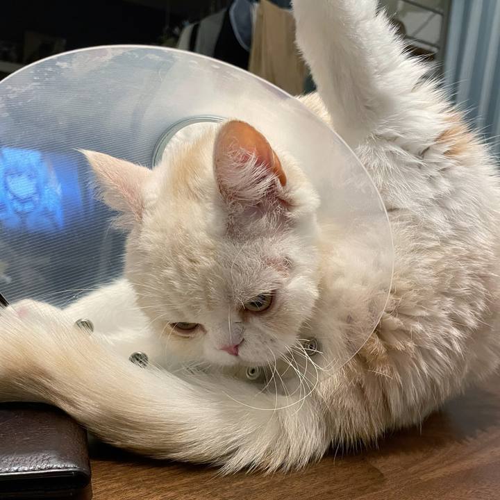 3ae43db1 db65 4687 b75c 3436fc0c408b 1680873966736