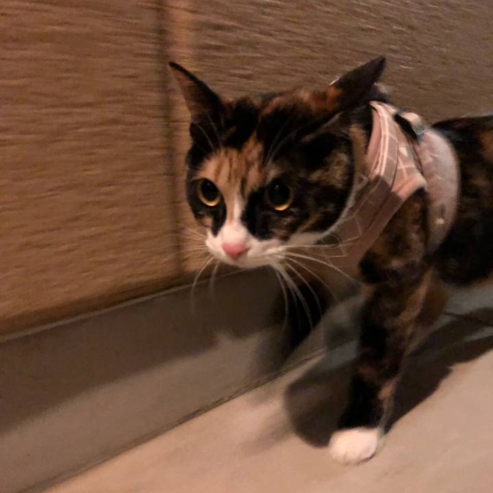 3ae5d13f bb03 4831 88f6 458fc3988a45 1583939858785