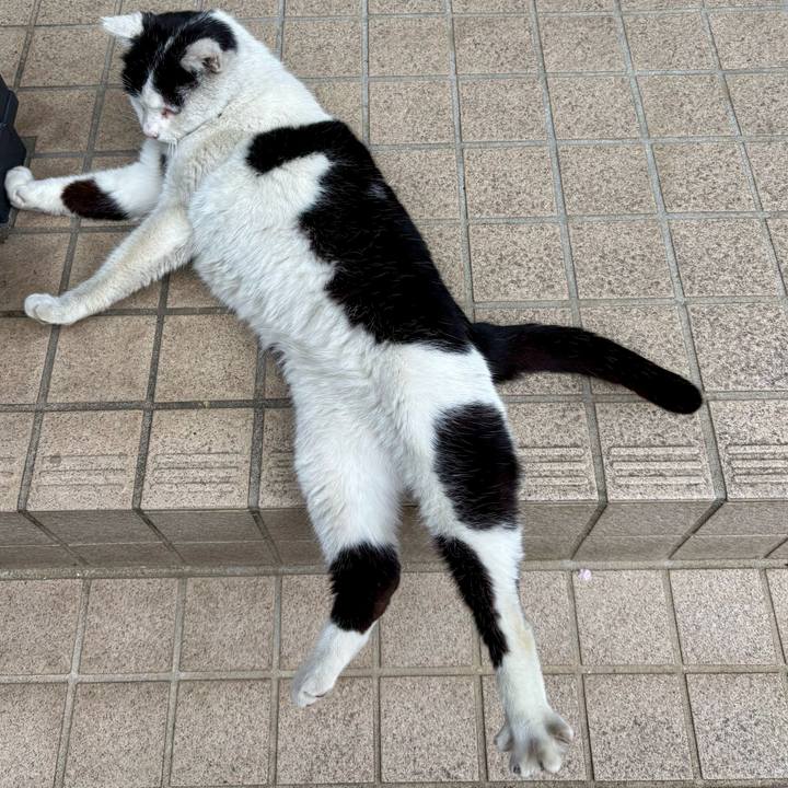 3ae86ea3 5ea6 4aa4 bf31 252e439ae831 1775109709159